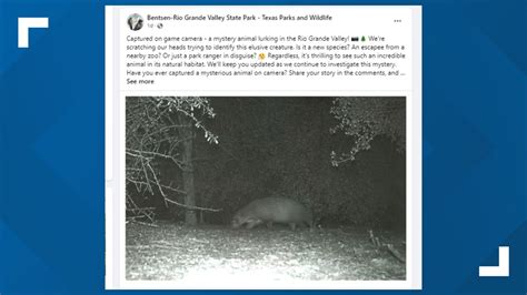 A “mystery animal” spotted in the Rio Grande Valley left Texas park officials — and the general public — stumped.Officials with the Bentsen-Rio Grande Valley...